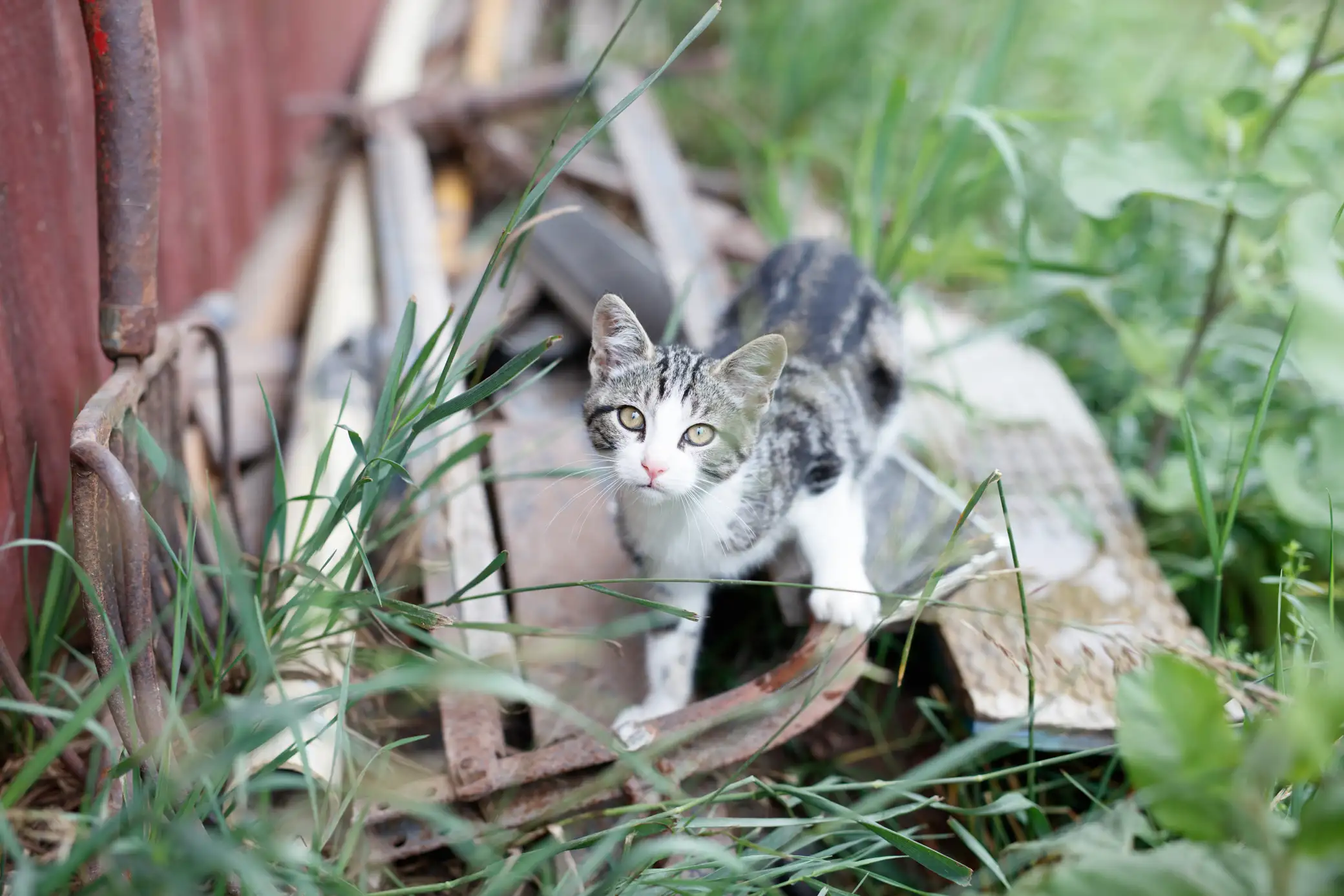 Barn cat in upstate New York.