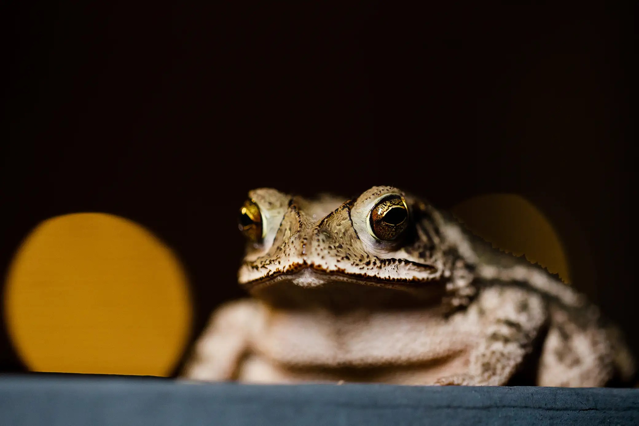 A contemplative frog greets me on the porch of my studio Photo by David Rice | IG: @peopleplatesandplanet